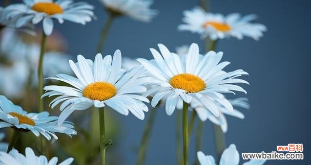 什么花代表离开的花语？了解告别之花的含义是什么？