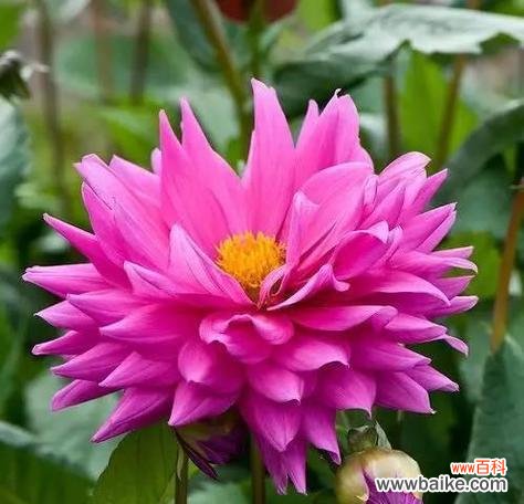 什么花代表理解？花语中理解的含义是什么？