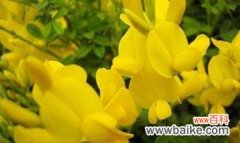 什么花代表理解？花语中理解的含义是什么？