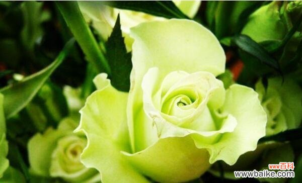 什么花代表恋人？揭秘恋人花语的含义是什么？