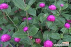 千日红百科知识