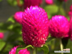 千日红的功效与作用：主治头风,孕妇禁用