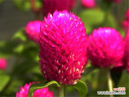 千日红的功效与作用:主治头风,孕妇禁用