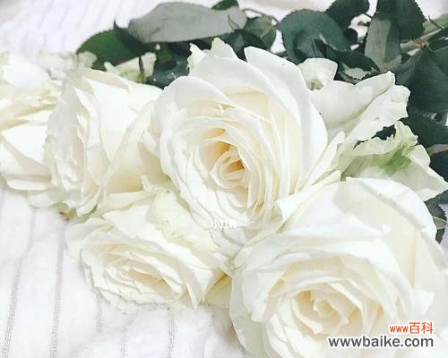 探索白玫瑰的神秘和意义，带你走进花海中的诗意世界 白玫瑰之美-白玫瑰的花语和寓意