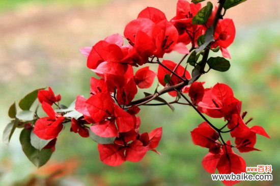 九重葛和三角梅的区别