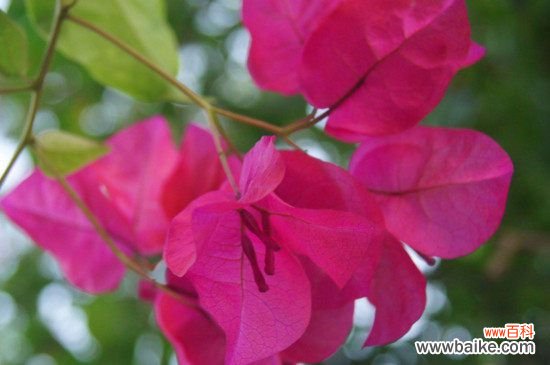 九重葛和三角梅的区别