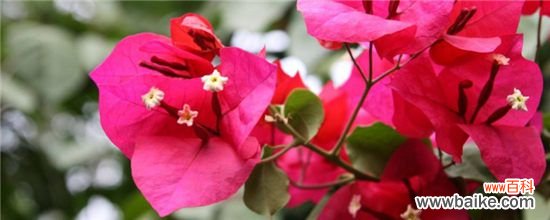 九重葛和三角梅的区别