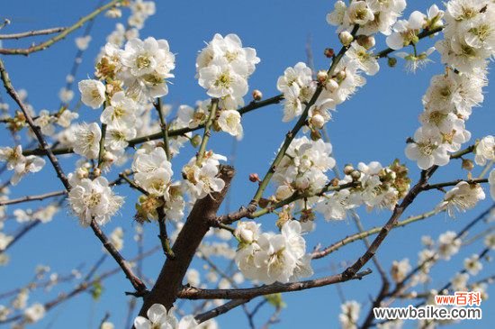 花中四君子:梅菊竹兰顺序