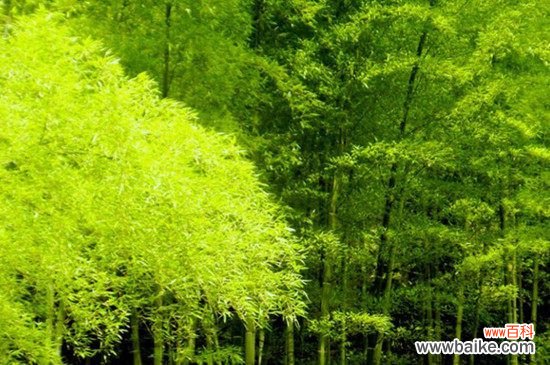 花中四君子:梅菊竹兰顺序