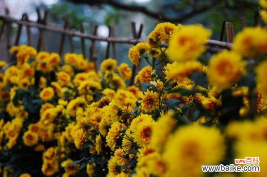 花中四君子:梅菊竹兰顺序