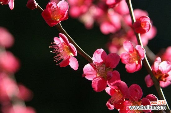 梅花有哪些雅称？盘点梅的50种雅称