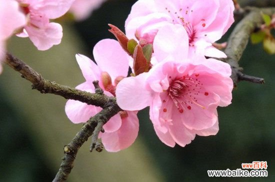 梅花有哪些雅称？盘点梅的50种雅称