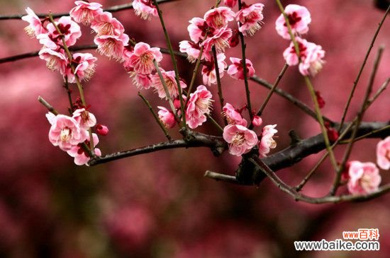 梅花有哪些雅称？盘点梅的50种雅称