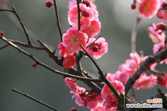 梅花有哪些雅称？盘点梅的50种雅称