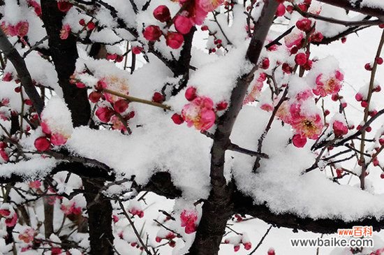 梅花有哪些雅称？盘点梅的50种雅称