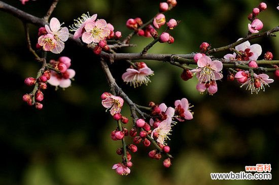 梅花有哪些雅称？盘点梅的50种雅称