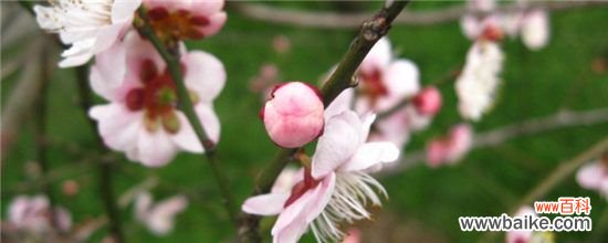 梅花有哪些雅称？盘点梅的50种雅称