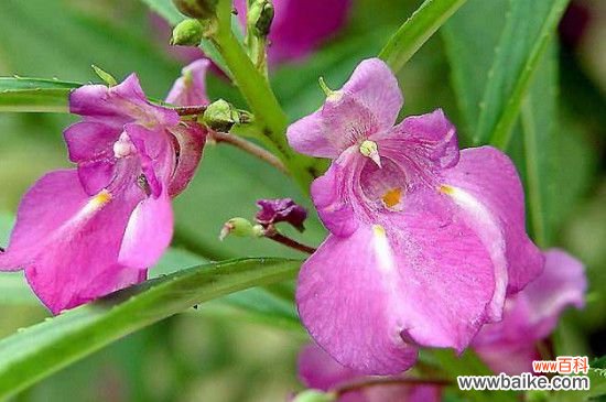 凤仙花果实的由来和生长习性