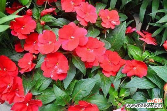 凤仙花果实的由来和生长习性