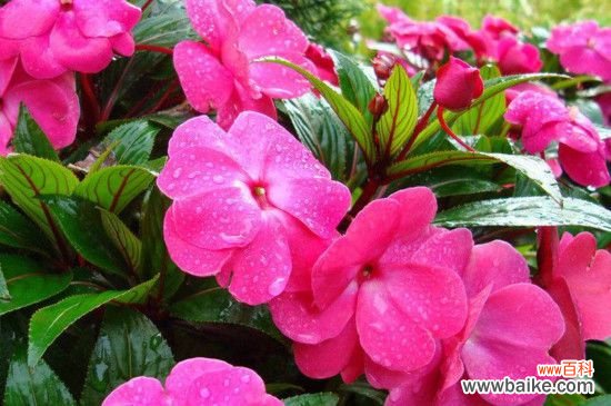 凤仙花果实的由来和生长习性