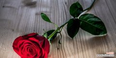 浪漫、热情、爱情 红玫瑰的花语