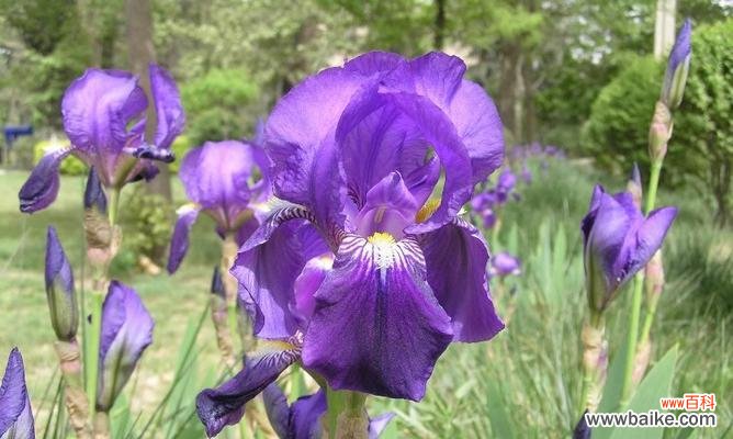 红色代表热情,白色代表真诚,卡萨布兰卡花语传递真挚之情 卡萨布兰卡花语——难以忘怀的美丽