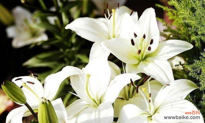 红色代表热情,白色代表真诚,卡萨布兰卡花语传递真挚之情 卡萨布兰卡花语——难以忘怀的美丽