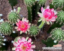 了解仙人球花语，让你更懂这盆观赏植物 仙人球花语解析