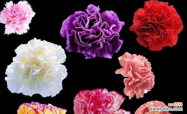 从红色到紫色，你知道每种康乃馨的寓意吗？ 解读康乃馨不同颜色的含义