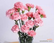 从红色到紫色，你知道每种康乃馨的寓意吗？ 解读康乃馨不同颜色的含义