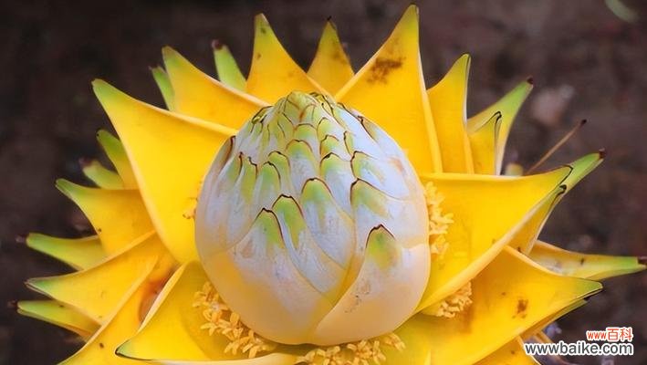 探秘宝石花的花语及其象征意义 用花语解读宝石花的美丽