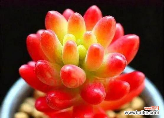 探秘宝石花的花语及其象征意义 用花语解读宝石花的美丽