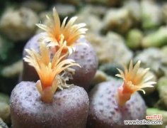 探秘宝石花的花语及其象征意义 用花语解读宝石花的美丽