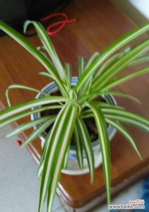 探索吊兰代表的人生哲理 吊兰花语的含义