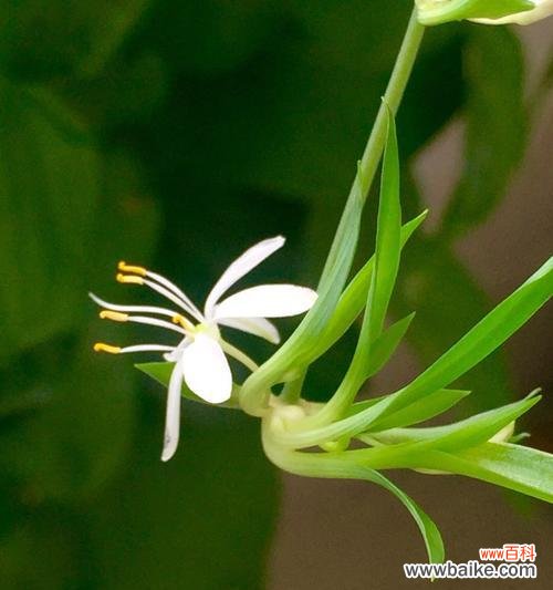 探索吊兰代表的人生哲理 吊兰花语的含义