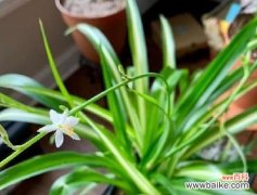 探索吊兰代表的人生哲理 吊兰花语的含义