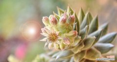 探寻多肉花开背后的含义 多肉开花的代表意义