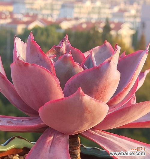 探寻多肉花开背后的含义 多肉开花的代表意义