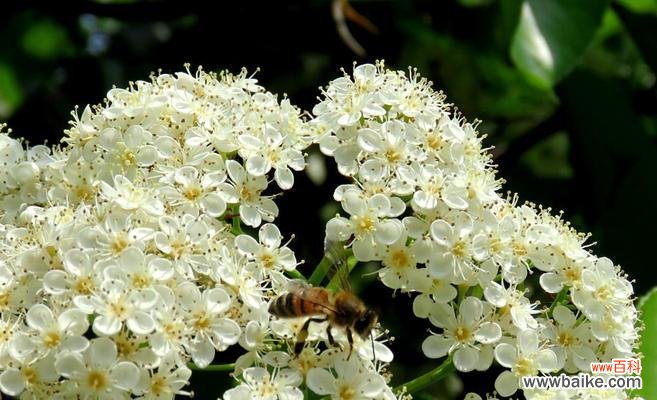 探究女贞花的涵义与寓意 女贞花的花语
