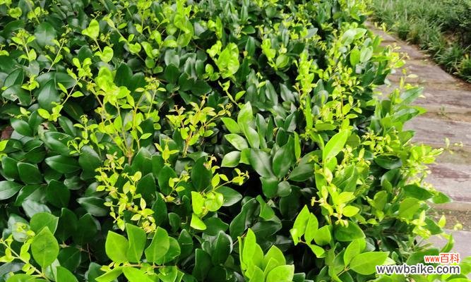 探究女贞花的涵义与寓意 女贞花的花语