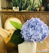 探秘绣球花的文化内涵，了解花语传承 无尽夏绣球花语解读