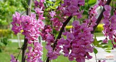 探究槐花在人们心目中的深刻意义 槐花的花语意义