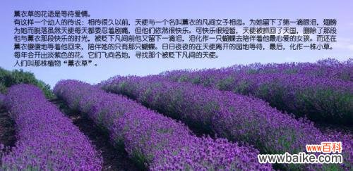 探寻薰衣草背后的文化内涵 薰衣草的寓意与象征