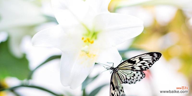 优雅、纯洁、高贵 探寻粉百合的花语