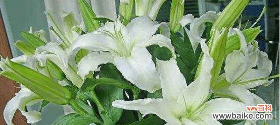 优雅、纯洁、高贵 探寻粉百合的花语