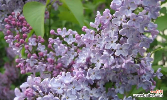 了解紫丁香花语的意义与象征 紫丁香的花语