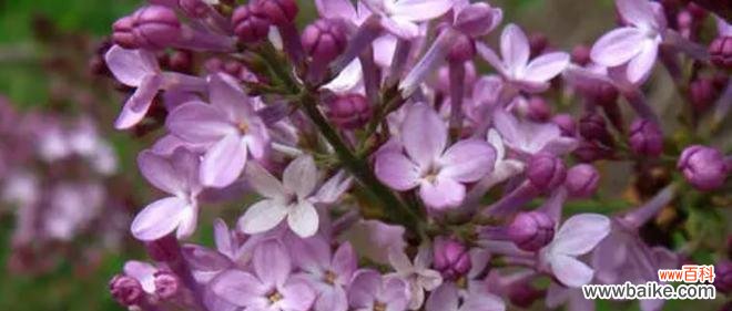 了解紫丁香花语的意义与象征 紫丁香的花语