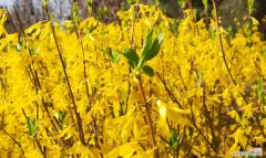 传承千年的迎春花文化与花语 迎春花