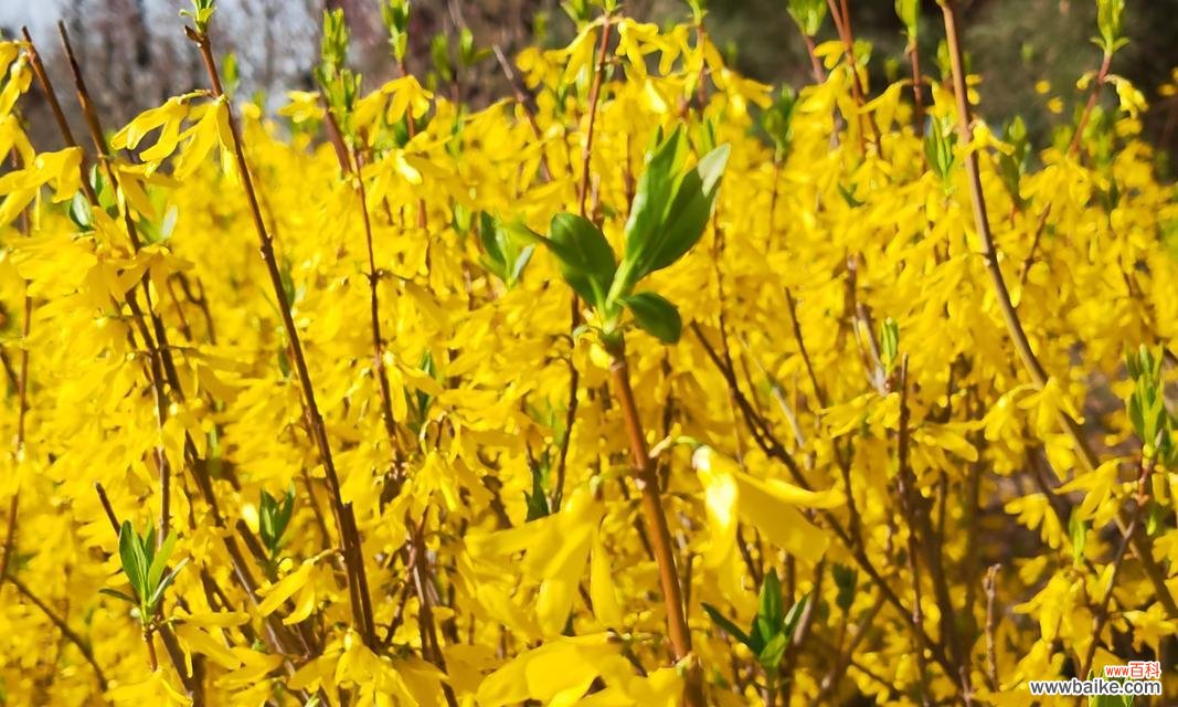 传承千年的迎春花文化与花语 迎春花