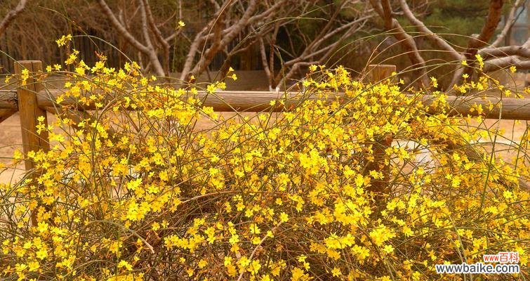 传承千年的迎春花文化与花语 迎春花
